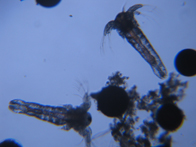 Mikroskopie Aufnahmen